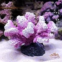 71D+byUYv-S._AC_UL210_SR210,